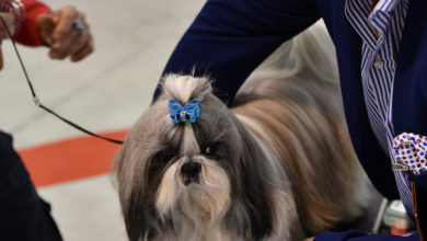 Photo of CBD DOG’S SHOW SICILIA 2019 – Si svolgeranno ad Enna le tappe valide per il campionato di bellezza del   Club Italiano Cani di Razza