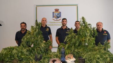 Photo of Scoperta piantagione di Marijuana dalla guardia di finanza di Enna