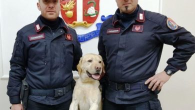 Photo of Giovane Villarosano arrestato per detenzione ai fini di spaccio grazie all’itervento dell’unità cinofila “Ivan”