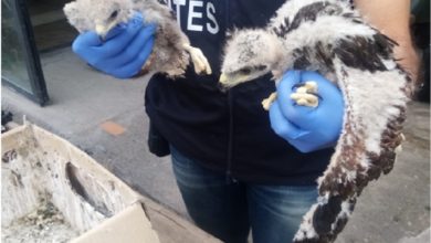 Photo of operazione “Peregrinus” dei Carabinieri Forestali di contrasto al bracconaggio contro il traffico di rapaci