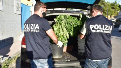 Photo of La Polizia di Stato denuncia due persone per coltivazione di marijuana: sequestrate oltre 30 piante di marijuana alte anche più di un metro