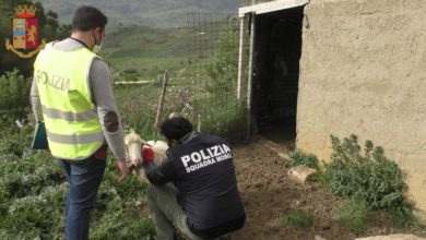 Photo of LA POLIZIA DI STATO DEFERISCE ALL’AUTORITÀ GIUDIZIARIA UN ALLEVATORE PER DETENZIONE DI ANIMALI NON CENSITI PRONTI PER ESSERE MACELLATI